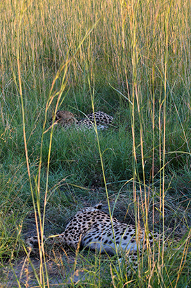 cheetah with deceased partner